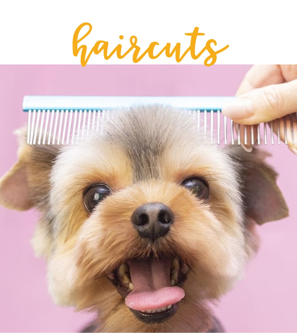 img-grooming
