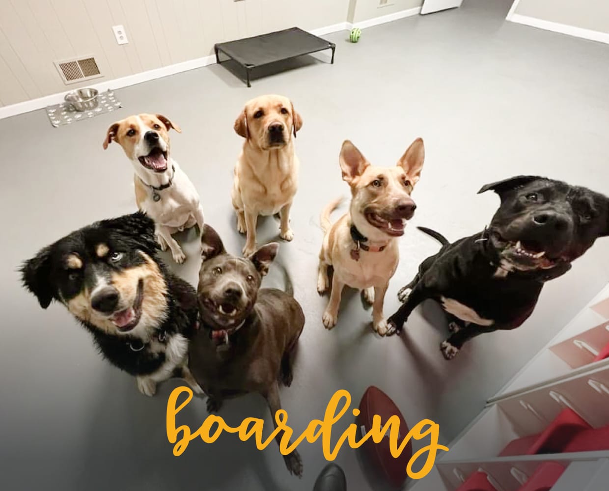 dog-boarding-in-leesburg-va-happy-paws-k9